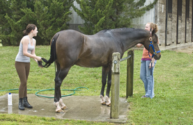 Two young women getting a Throughbred ready for a competition.