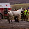 A white horse being rescued by a team of first responders.
