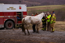 Rescuing an injured horse.