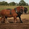 World-wide support for horses, donkeys and mules