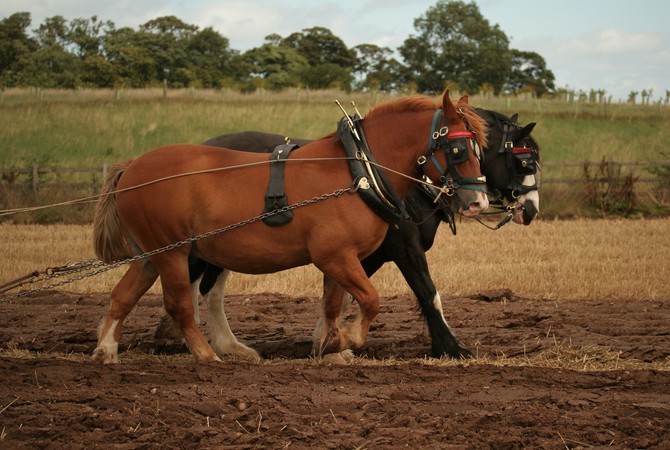 Working horses with heavy coats.