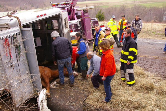 Emergency responders rescuing an injured horse.