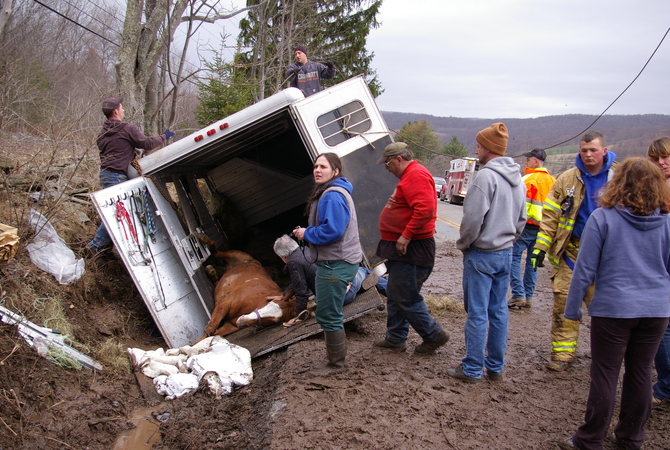 Rescuing horse from over-turned trailer