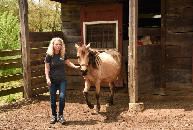 Woman leading an emaciated horse needing care from a stall.