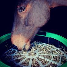 Horse eating from Hay Gain steamer.