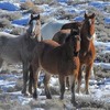 Wild mustangs in snowy desert setting.