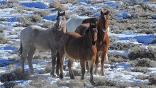 Group of horses on federal land.