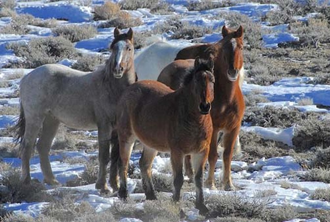 Wild horses free to roam the snow-covered desert.