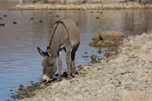 A wild burro near water in the desert.