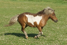 Miniature horse running in pasture.