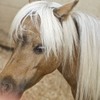 A miniature horse.