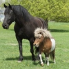 A miniature horse next to a regular domestic horse.