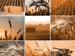 How much of a variety of feeds and supplements does a horse need?