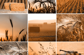 How much of a variety of feeds and supplements does a horse need?