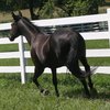 Beautiful black Thoroghbred horse trotting next to white fence in green pasture.