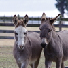 Two donkeys in pasture.