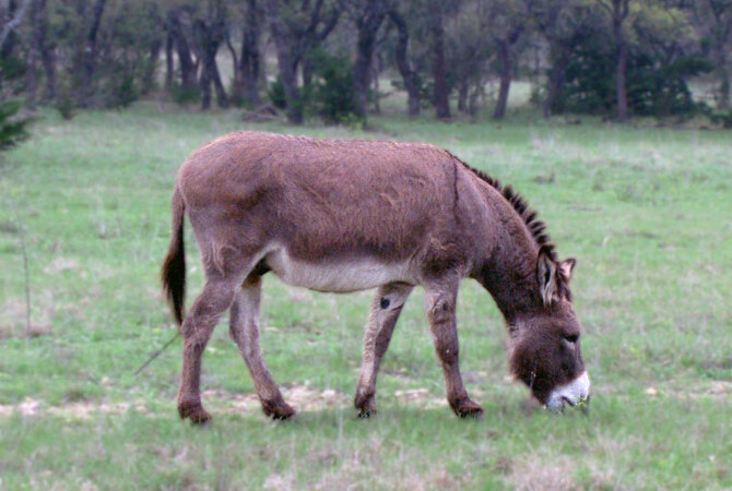 Donkey grazing in a pasture.