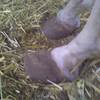 Laminitic horse hooves showing the growth of more toe and less heel