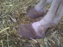 Horse hooves showing evidence of laminitis.
