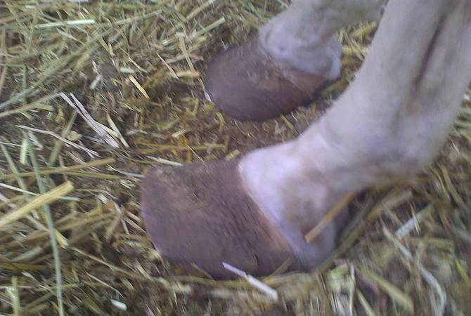 Laminitic horse hooves showing the growth of more toe and less heel