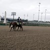 Justify on race track during a morning workout.