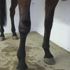 Swollen horse's leg.