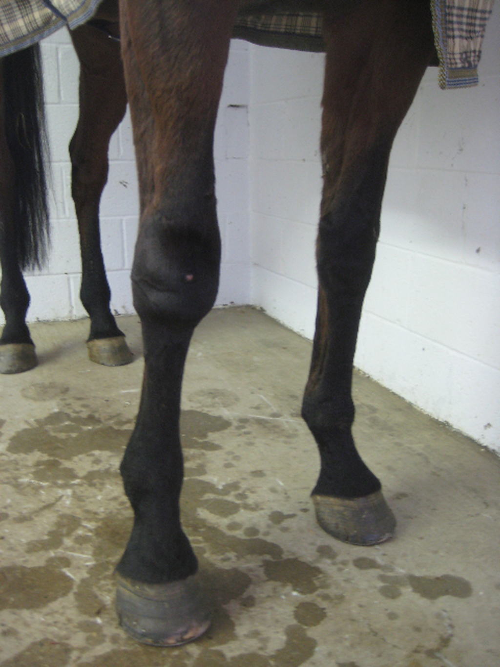 Understanding Inflammation in Horses And How MediVet ACS Counters It