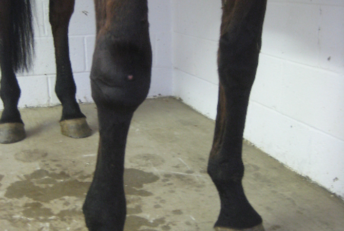 Swollen horse's leg.