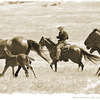 Monty Roberts riding with wild mustangs