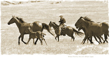 Monty Roberts riding with a herd of mustangs.