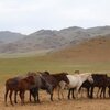 Loose horses on open land.
