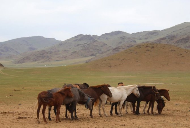 Horse herd near ancient Deer Stone site