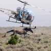 Helicopter pursuing a wild horse along a barbed wire fence.