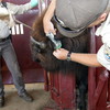 Biologist implanting microchip in bison