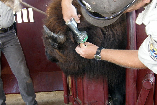 Biologist implanting microchip in bison
