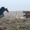 Wild horses running to get away from a helicopter chasing them.