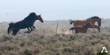 Mares and foal chased by BLM helicopter.