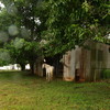 An old run-in shed for horses that needs work or replacement.