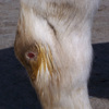 Horse's hock with open sore.