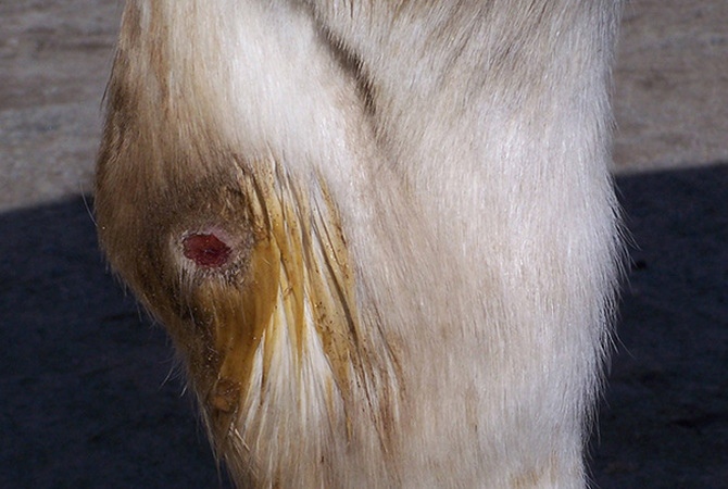 Horse's hock with open sore.