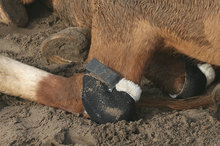 Hock shields protecting horse's hocks.