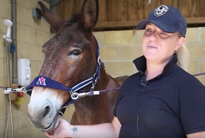 Wallace the Mule with trainer