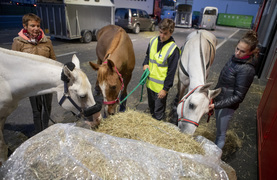Airport scene showing horses traveling internationally for an equestrian event.