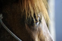 Identification using horse's eyes