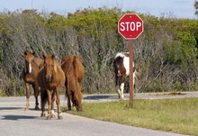 Prevent tetanus with timely horse vaccinations