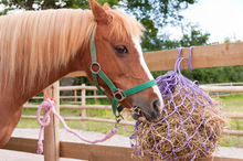 Managing equine feed for gut health