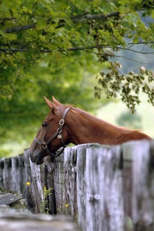Addressing horse digestive health