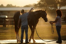 Making forever homes a reality for suffering horses