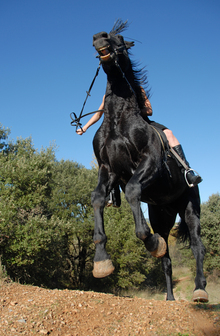 Safety for horse owners on trail and during transport