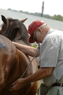 Veterinarian checking horse gut sounds